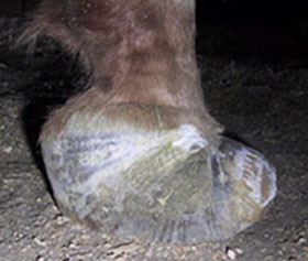 Hoof shDeformed horse's hoof